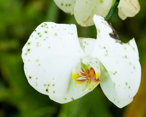 5 Common Orchid Problems: What Causes Them and How to Protect Your Plant