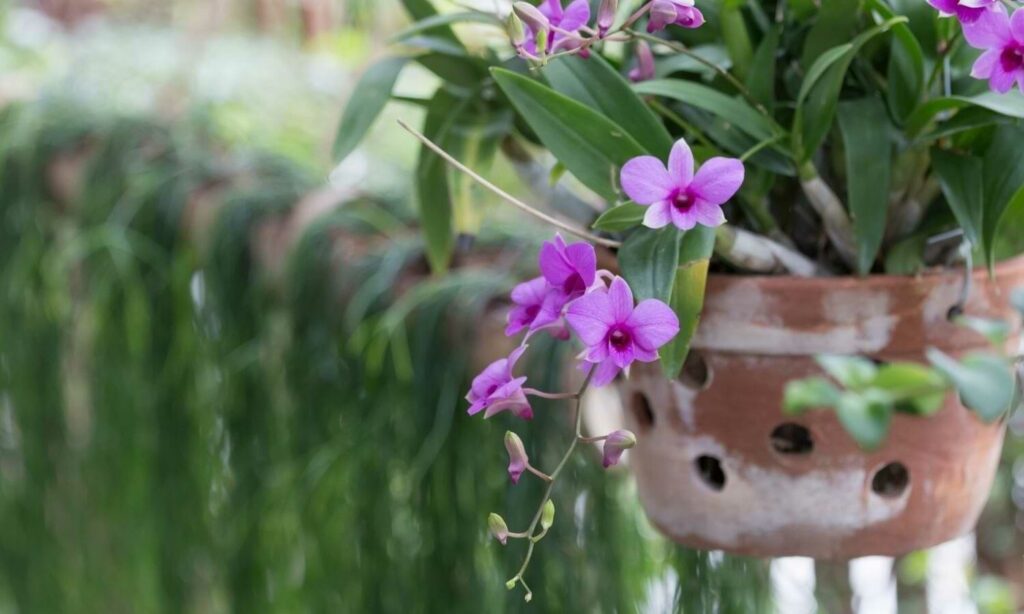 Orchid Drainage