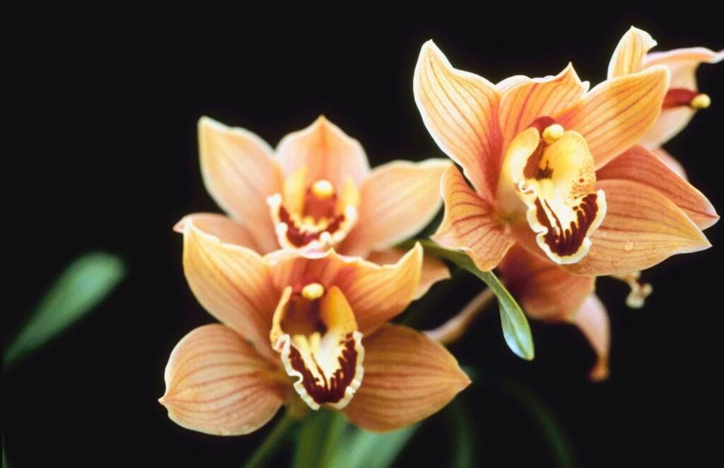 Guide to Orchids
