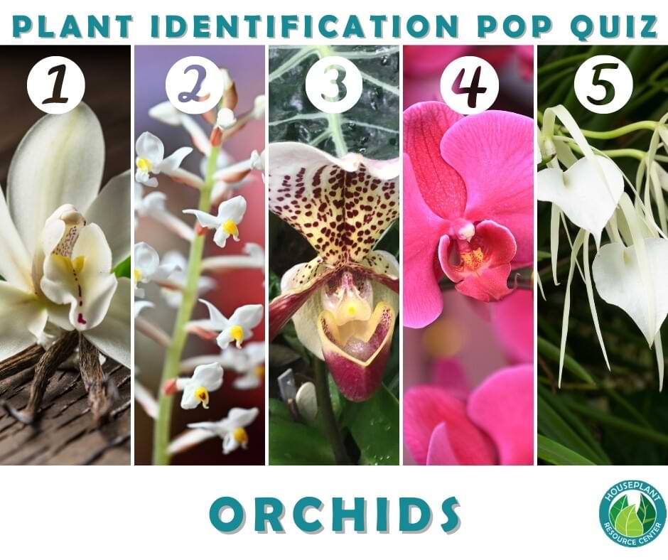 Orchids Blog