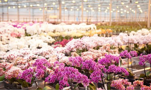 The Best Places to Buy Orchids: A List of Pros and Cons for Orchid Vendors