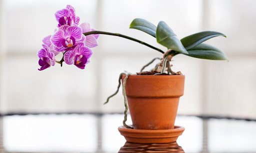 5 Simple Secrets to Growing a Healthy Orchid