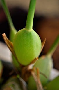 Orchid Propagation Made Easy: 5 Ways to Grow a New Orchid