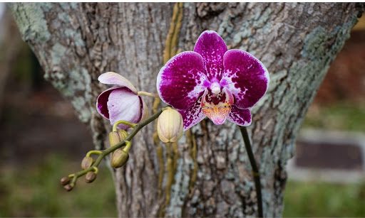 Orchid Propagation Made Easy: 5 Ways to Grow a New Orchid