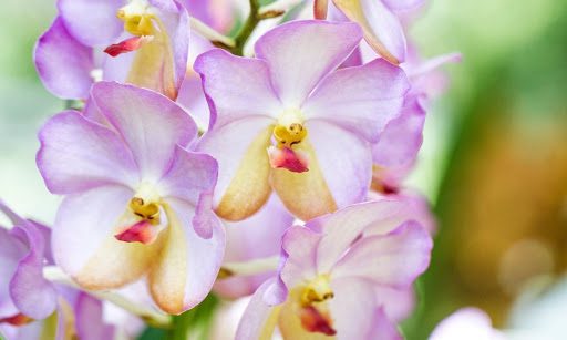 5 Simple Secrets to Growing a Healthy Orchid