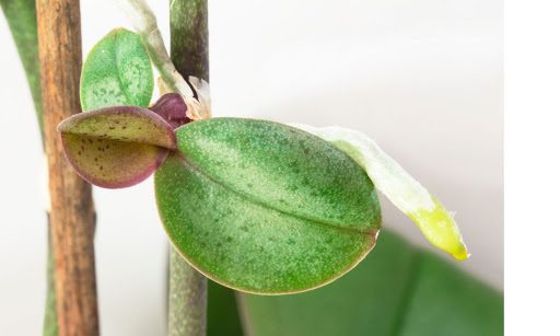 Orchid Propagation Made Easy: 5 Ways to Grow a New Orchid