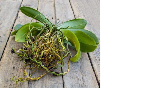 Orchid Propagation Made Easy: 5 Ways to Grow a New Orchid