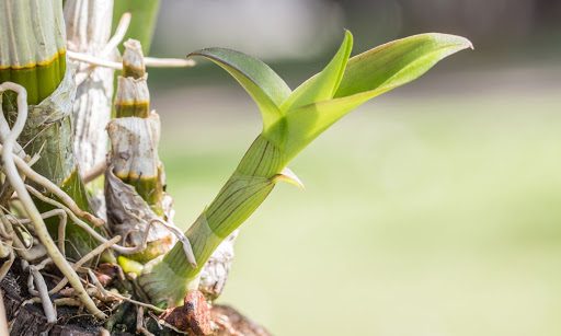 Orchid Propagation Made Easy: 5 Ways to Grow a New Orchid