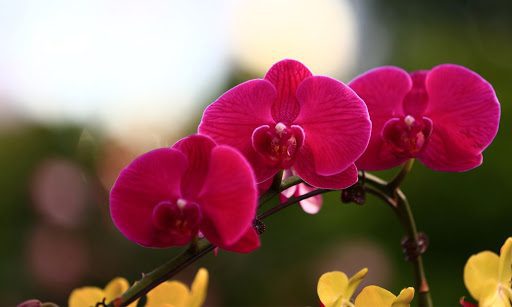 Can I use artificial light to grow my orchid