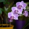 How to Revive Your Dying Orchid in 5 Quick Steps