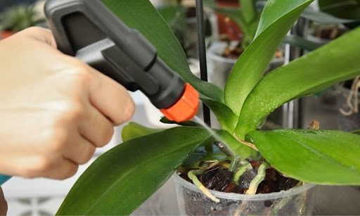 How to Revive Your Dying Orchid in 5 Quick Steps