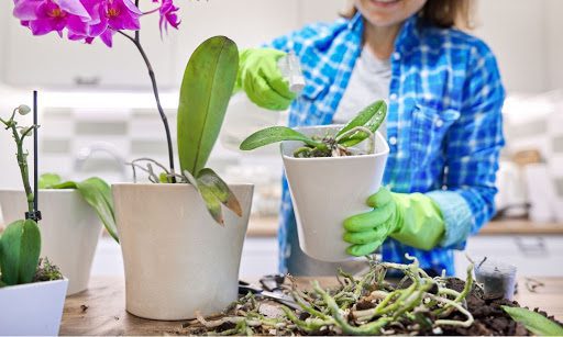 9 Orchid Plant Food FAQs