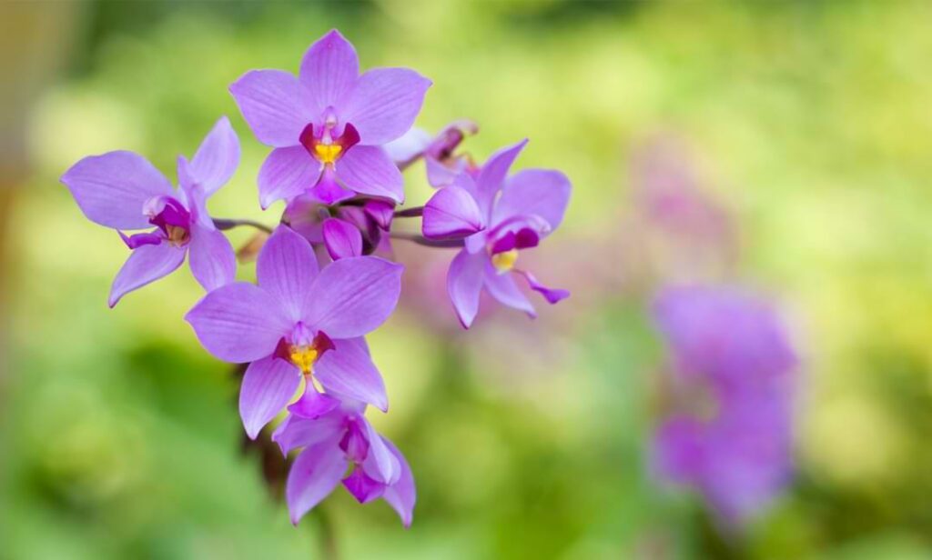 Terrestrial Orchid
