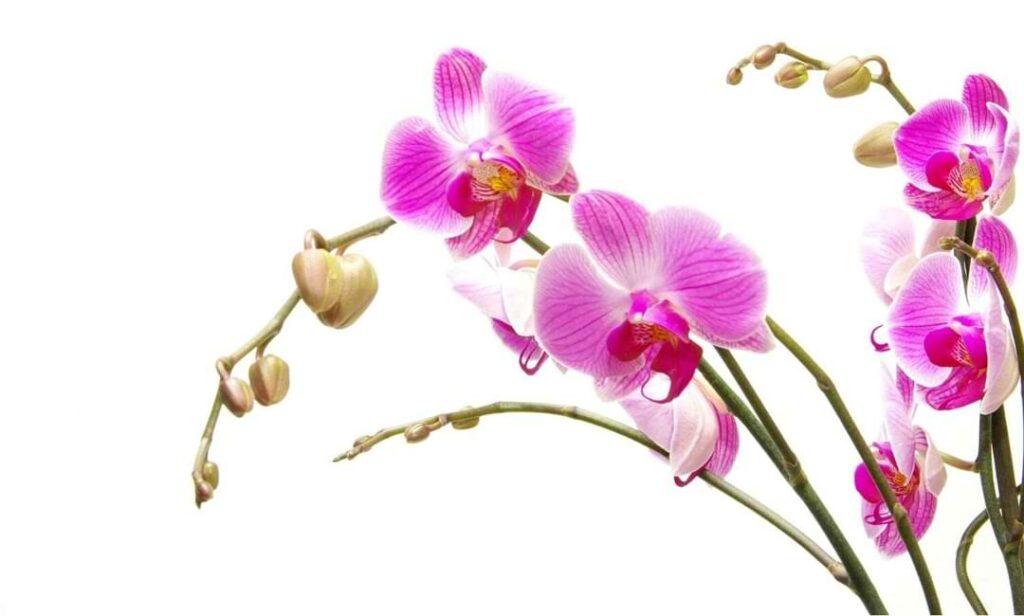 How Long Do Orchids Last