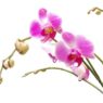 How-Long-Do-Orchids-Last