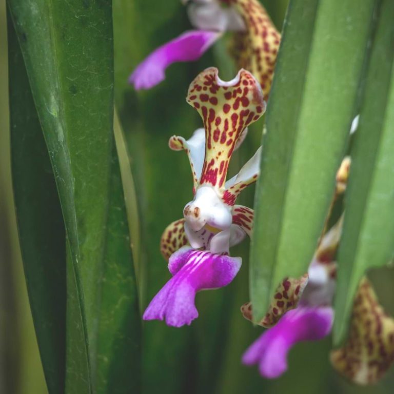 Cure White Spots on Orchid Leaves Fungus and Mold