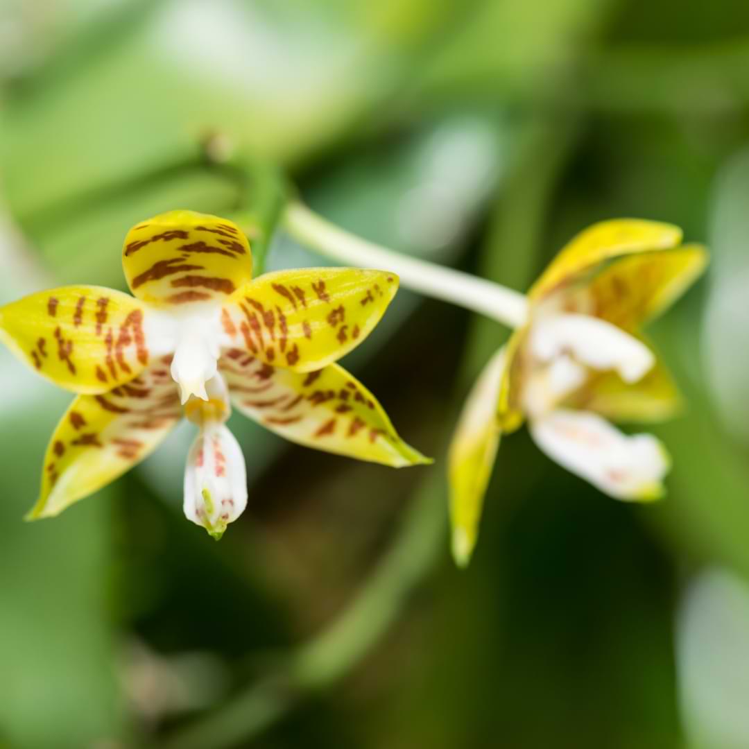 Phalaenopsis Amboinensis