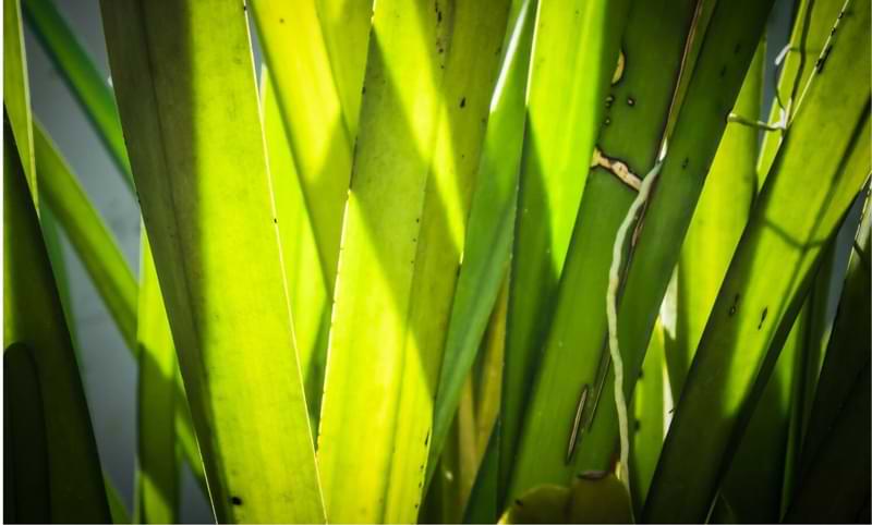 Yellowing Leaves