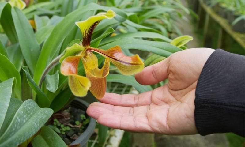 5 Key Warning Signs That Your Orchid Is Dying