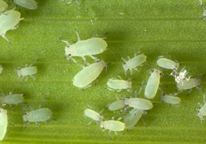 Aphids