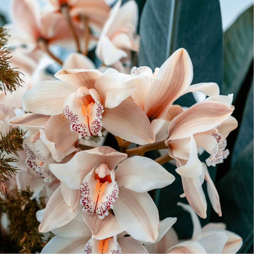 How to Clean Orchid Plant Leaves: Expert Tips for Healthy Growth
