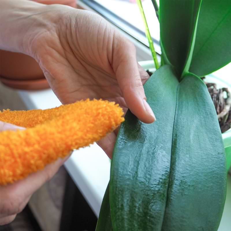 Cleaning your orchid leaves can transform your orchid from eye-catching to outstanding. Learn how to clean orchid leaves with these steps.