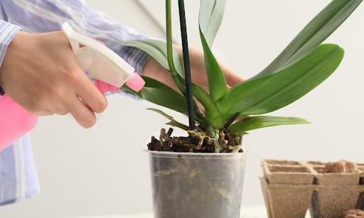 Fertilize your orchid