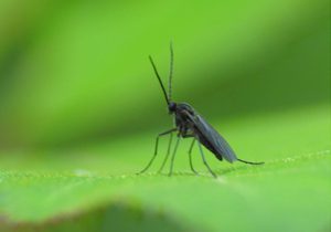 Fungus Gnats