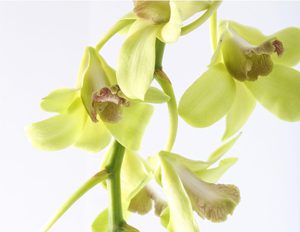 Green Orchids