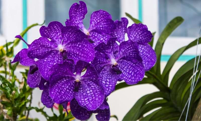 How-Long-Do-Orchids-Last-2