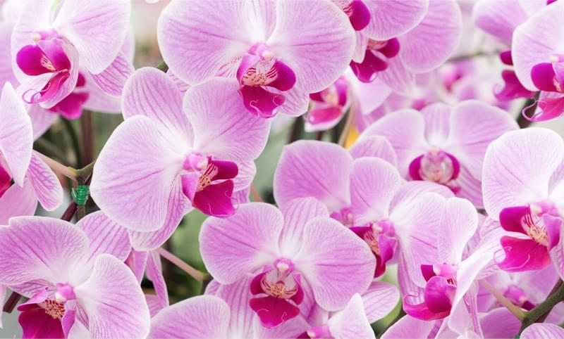 How-Long-Do-Orchids-Last-3