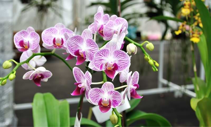 How-Long-Do-Orchids-Last-5