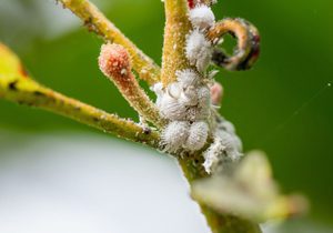 Mealybugs