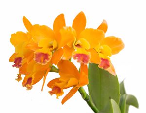 Orange Orchids