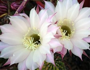 Orchid Cactus