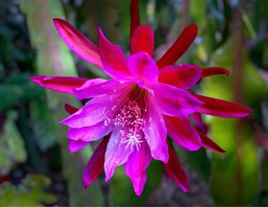 Orchid Cactus