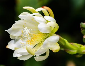 What is the natural habitat of an orchid cactus? 