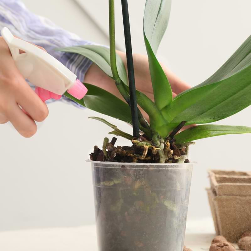 Even avid houseplant owners will sometimes see white spots on their orchid's leaves. Learn how to cure white spots on orchid leaves fast. 