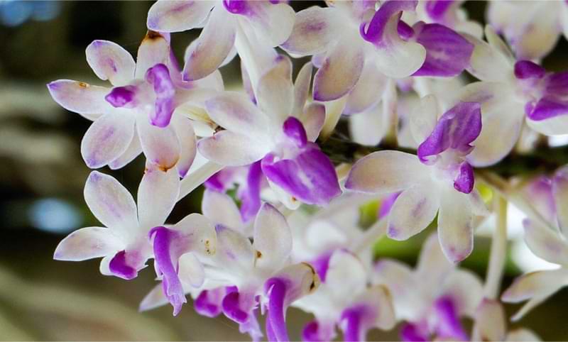 Orchid-Health-3