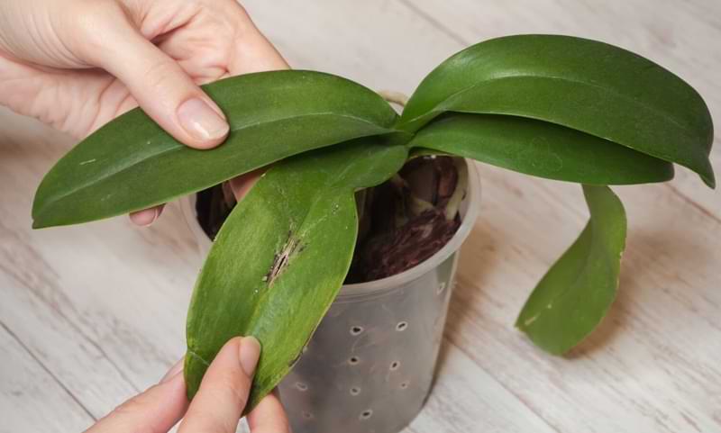 Orchid-Leaves-Turning-Yellow-4