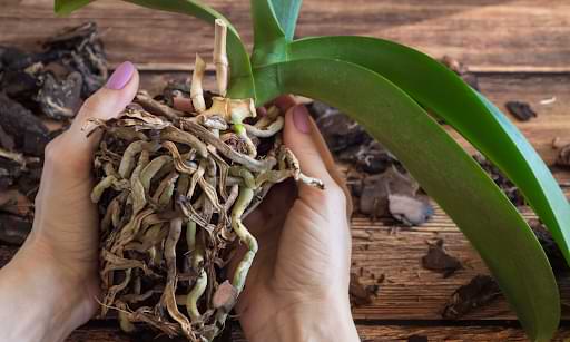 Orchid Root Damage