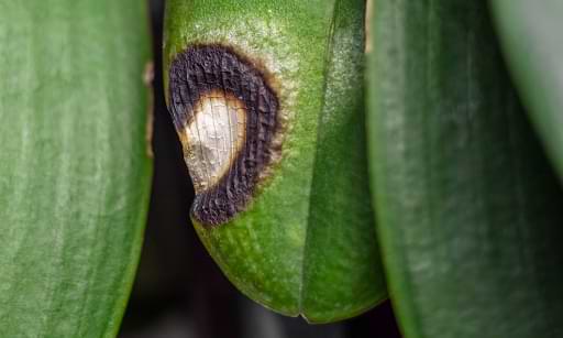 Orchid Root Damage