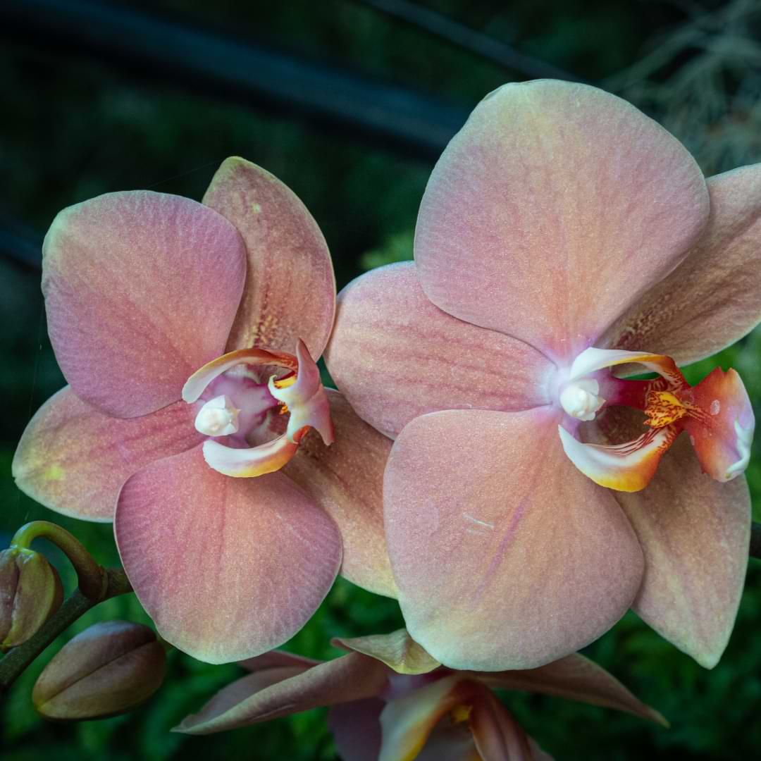 Phalaenopsis-Sanderiana