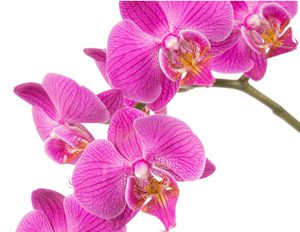 Pink Orchids