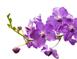 Purple Orchids