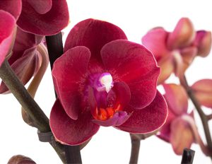 Red Orchids