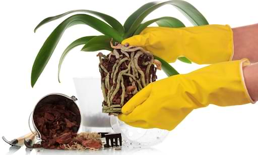 Remove your orchid from its current pot