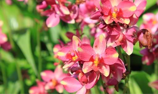 Terrestrial Orchids: Your Complete Growing Guide