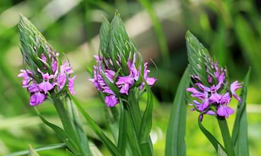 Terrestrial Orchids: Your Complete Growing Guide