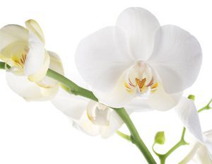 White Orchids